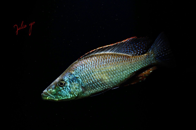 Dimidiochromis compressiceps